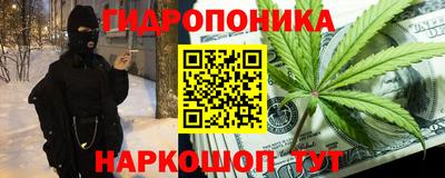 шишки Кингисепп